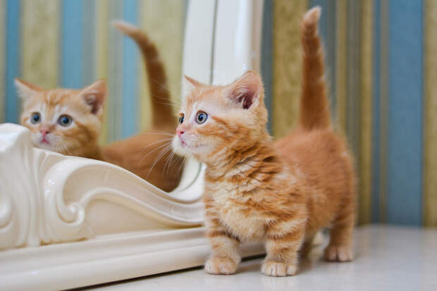 Daily Mail: ученые из Японии объяснили, почему кошки всегда приземляются на лапы