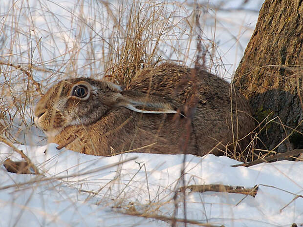 Как заяц выживает зимой: секреты маскировки, питания и терморегуляции