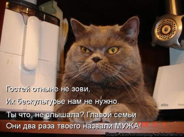 Свежая котоматрица для всех (38 фото)