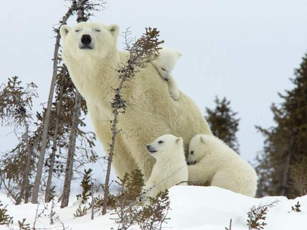http://wpapers.ru/wallpapers/animals/Bear/6382/PREV_%D0%91%D0%B5%D0%BB%D0%B0%D1%8F-%D0%BC%D0%B5%D0%B4%D0%B2%D0%B5%D0%B4%D0%B8%D1%86%D0%B0-%D1%81-%D0%BC%D0%B5%D0%B4%D0%B2%D0%B5%D0%B6%D0%B0%D1%82%D0%B0%D0%BC%D0%B8.jpg