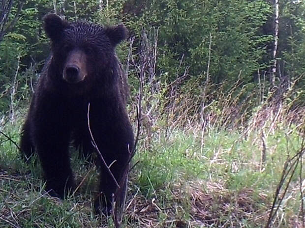 Медведь снятый на фотоловушку. Фото: Семина Михаила 