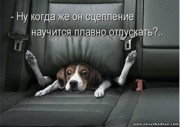 Картинки по запросу авто собака автоюмор