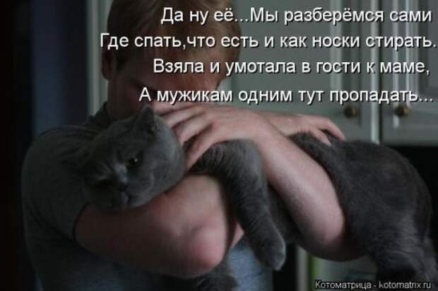 Котоматрицы(картинки с надписями)