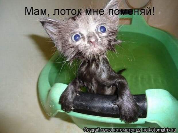 Милая котоматрица