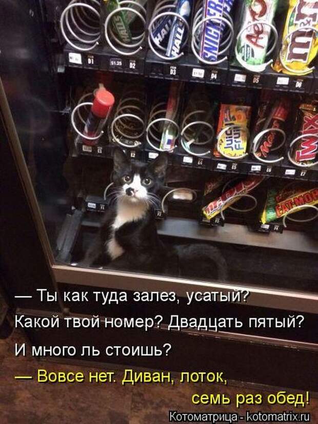 Лучшие котоматрицы за неделю