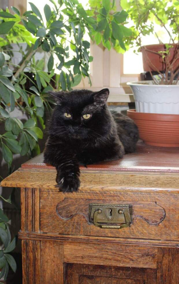 Арсений