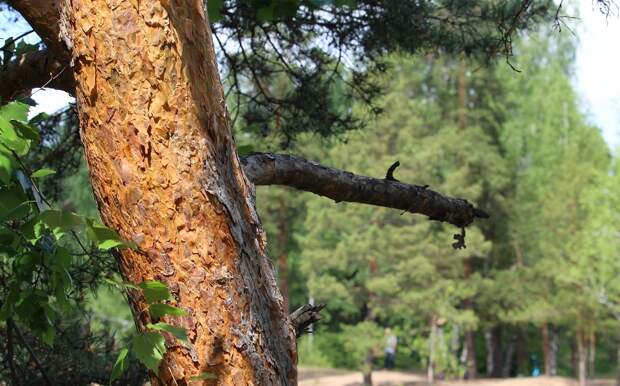 В Ростовской области в лесу потерялся грибник из Подмосковья