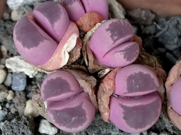 Lithops optica CV rubra