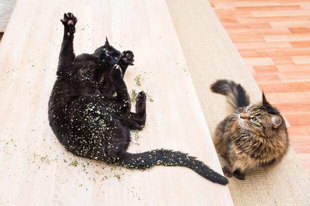 Коты и кошачья мята: вы еще не знаете, что такое кайф! животные, забавно, коты, кошачья мята, кошки, мило, смешно, фотоподборка