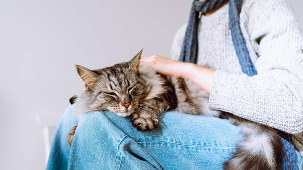 кошки, привязанность