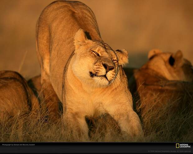 Львица, Ботсвана. Обычно в львином прайде живут от 2 до 18 самок с детенышами
