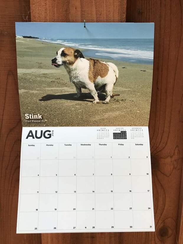 Календарь на 2019 год с изображениями какающих собак животные, календарь, календарь 2019, креатив, прикол, собака, собаки, юмор