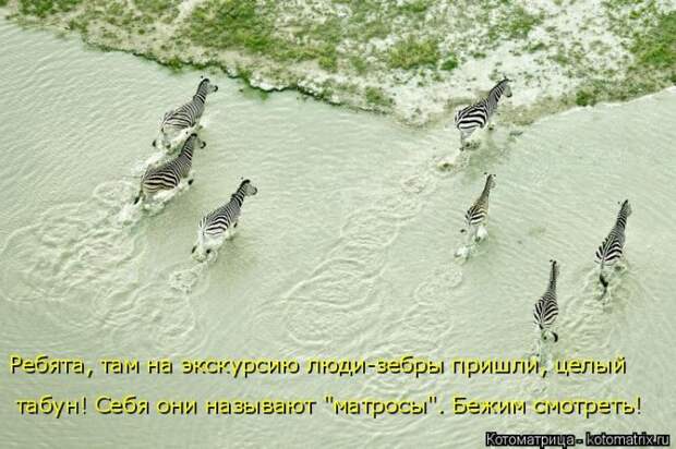 Лучшие котоматрицы недели (50 фото)