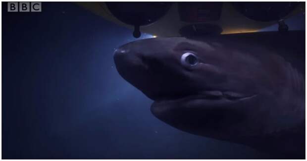 Пожирающие тушу кита акулы приняли батискаф команды BBC за конкурента BBC, акулы, батискаф, в мире, видео, животные, кино, кит, фильм