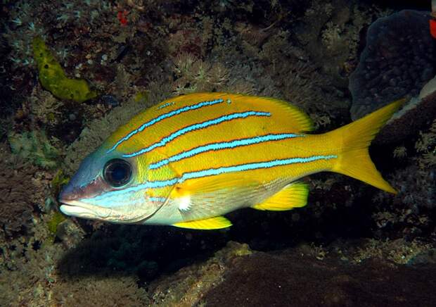 Кашмирский луциан (Lutjanus kasmira). Широко распространён в тропиках Индо-Пацифики; в XX веке вселился на Гавайи, где стал активно вытеснять местные виды рыб коралловых рифов. 