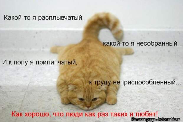 Лучшие котоматрицы недели Лучшие котоматрицы недели