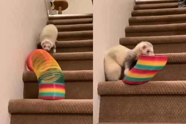 Хорек погнался за пружинкой и умилил все соцсети