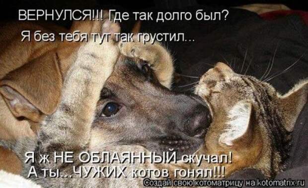 Новая котоматрица за неделю