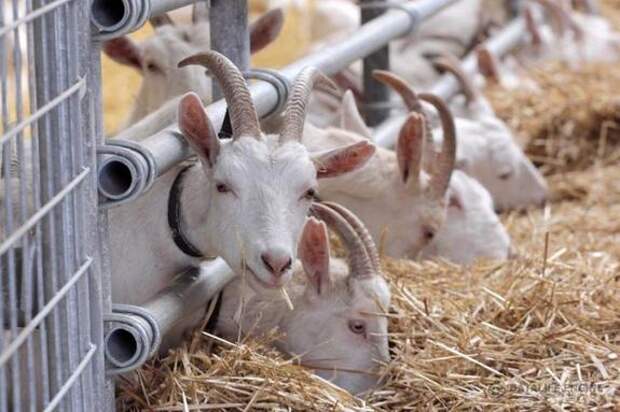 Малое дело станет большим