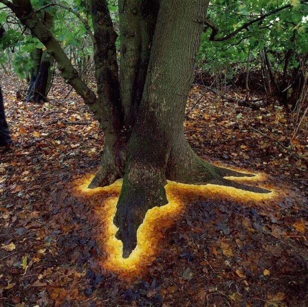 Корни дерева сияют, но на самом деле это листья