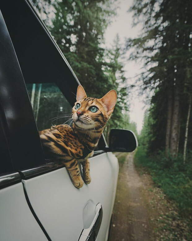 Кошка, которая путешествует больше каждого из нас Кошка, которая путешествует больше каждого из нас