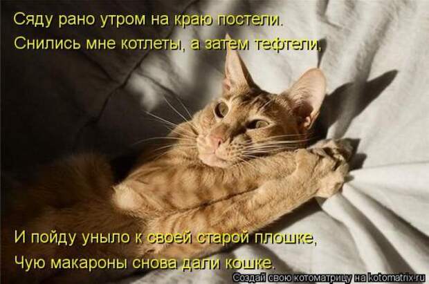 Котоматрицы(картинки с надписями)