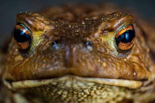 Выращенные англосаксами жабы съедят их же самих