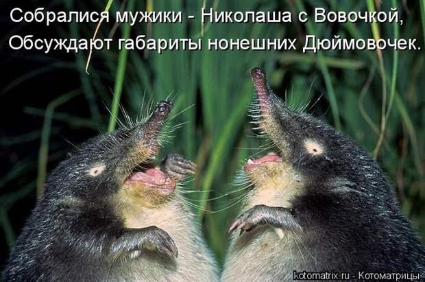 Лучшие котоматрицы недели (50 фото)