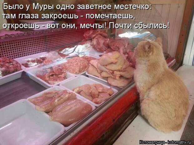 Лучшие котоматрицы недели (50 фото)