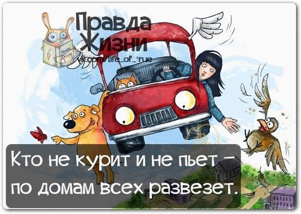 Прикольные фразочки в забавных картинках