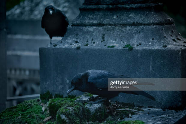 Crows on grave