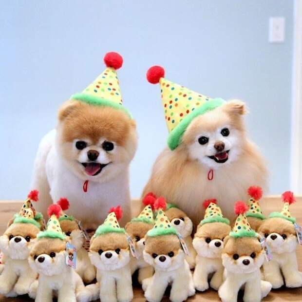 Бу и Бадди, Boo Buddy, милые собаки, померанский шпиц