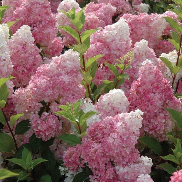 Hydrangea paniculata Vanille Fraise