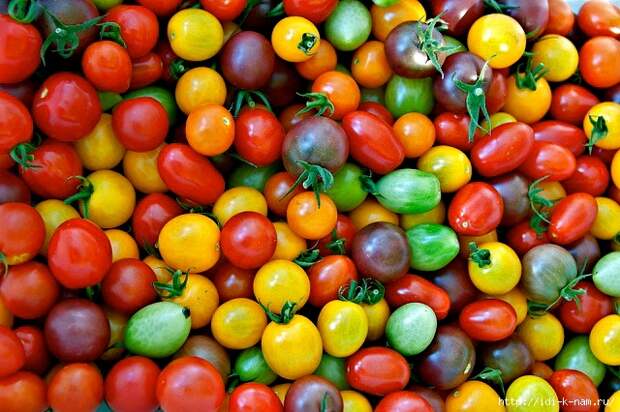 как выращивать помидоры чери, как ухаживать помидорчики черри, как выбрать помидоры черри,  