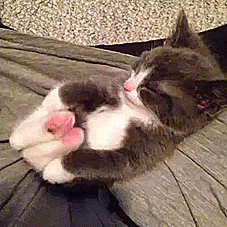 15 животных, которые занимаются йогой круче, чем ты