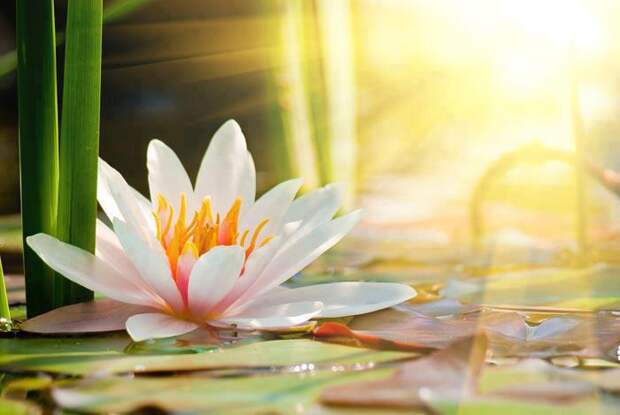 goldenlotus