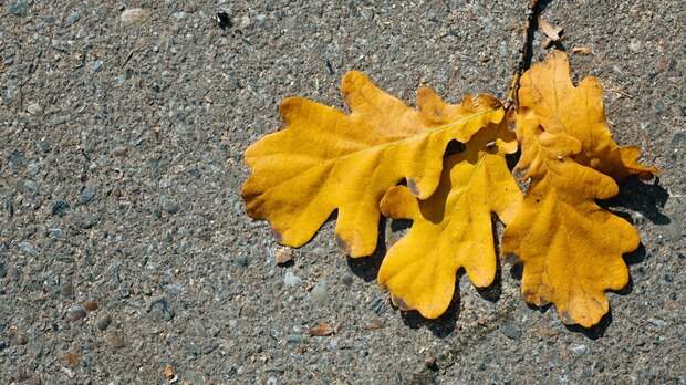 До +8. О погоде в Барнауле 29 сентября