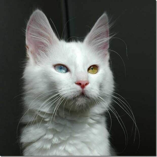 Multi-colored_eyes_of_ cats_100_(funnypagenet.com)