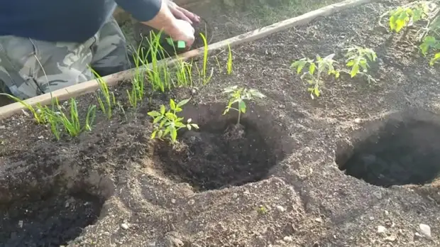 Лайфхак для хорошего урожая томатов на участке