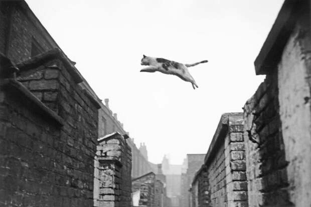 Пoлёт кота, Англия, 1957 год.