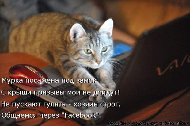 Лучшие котоматрицы недели (50 фото)