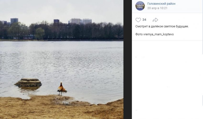 С приходом весны необходимо прекратить кормление уток на Головинских прудах — Мосприрода