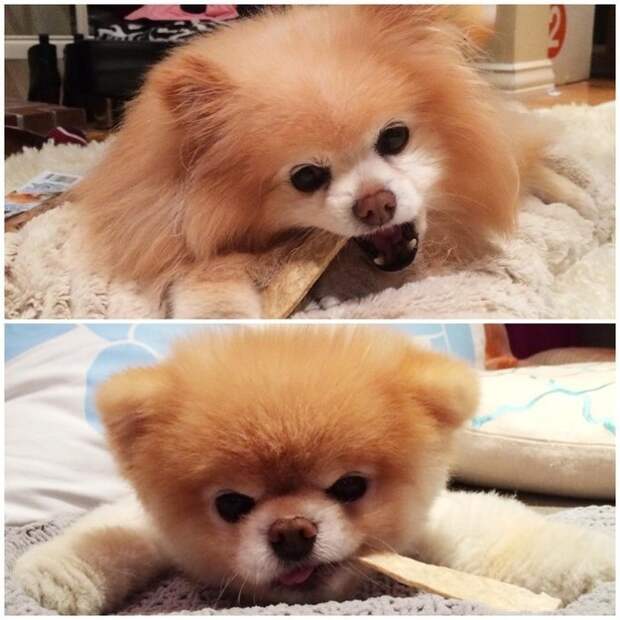Бу и Бадди, Boo Buddy, милые собаки, померанский шпиц