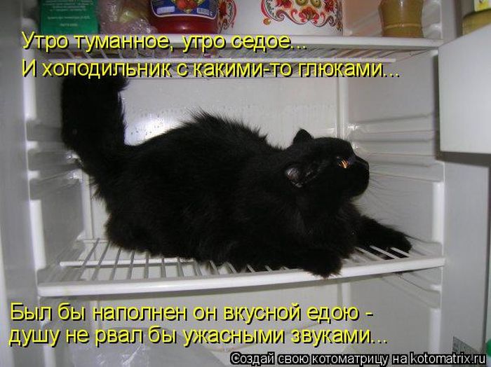 Лучшие котоматрицы недели (50 фото)