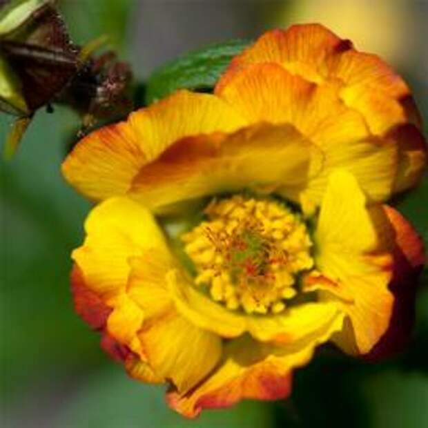 Гравилат чилийский (Yellow Geum)