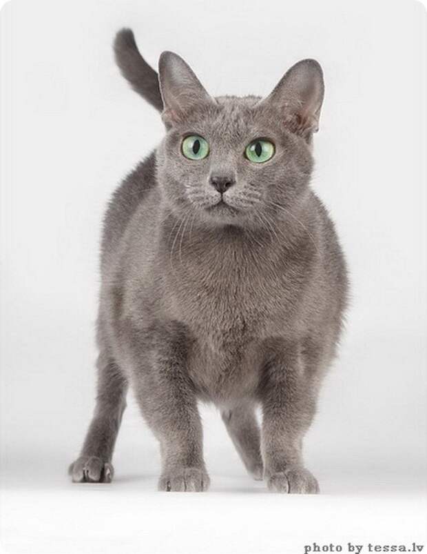 Корат, фото коратов