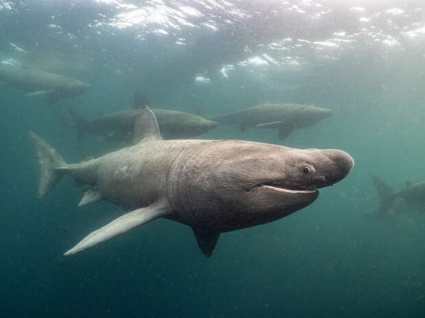 Группа акул у западного побережья Ирландии