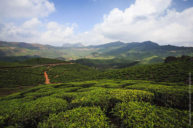 Чайные плантации Муннара