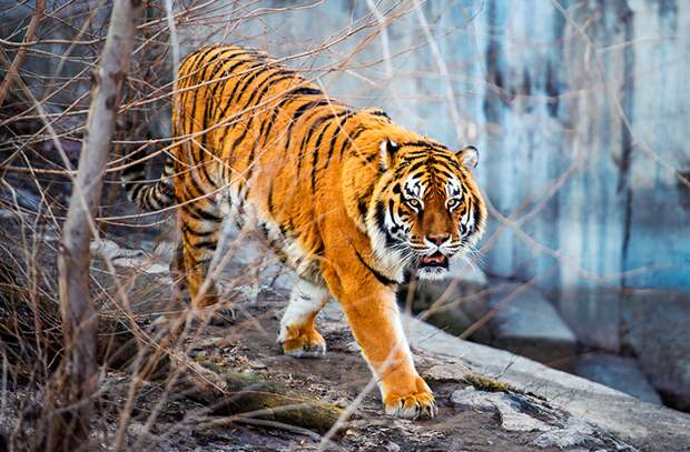 Амурский тигр выжили, животные, планета, природа