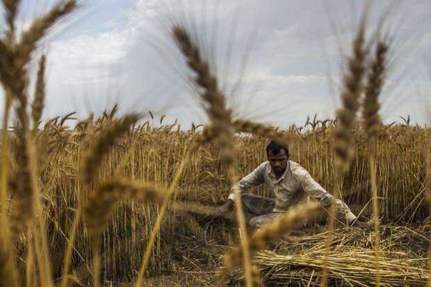 China and India have called for the elimination of what is called the Aggregate Measurement of Support (AMS) or ‘the most trade distorting element in the global trade in agriculture’. Photo: Bloomberg